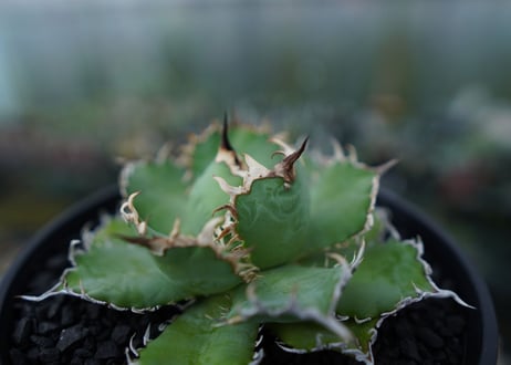 アガベ　チタノタ　フィリグリー　agave titanota filigree　No.1