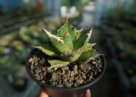 アガベ　チタノタ　FO-76　agave titanota  FO-76  No.9