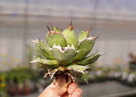 アガベ　titanota  dwarf　No.4