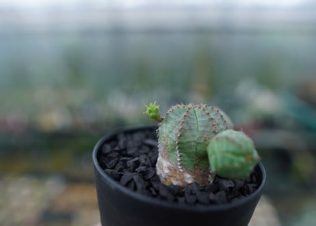 ユーフォルビア　オベサブロー　Euphorbia ObesaBlow No.2