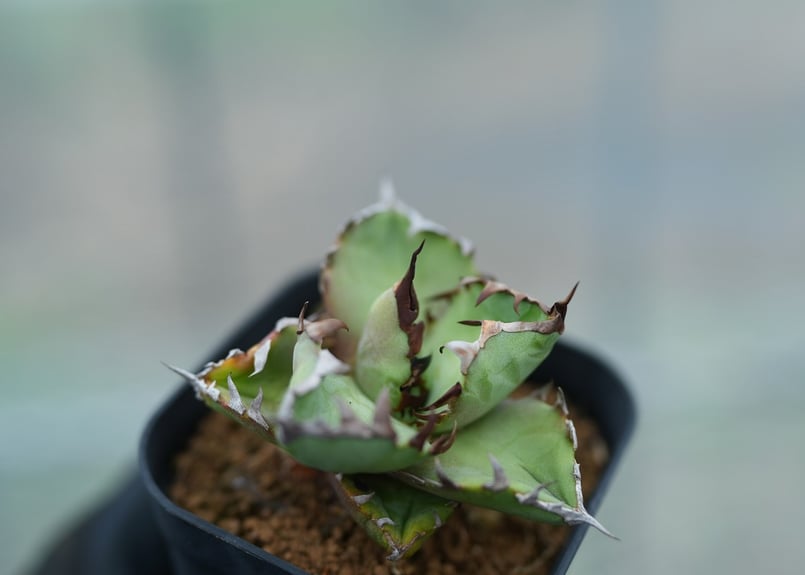 アガベ オテロイ 沖縄実生 No.3 [2026/02/12] | mana's farm: