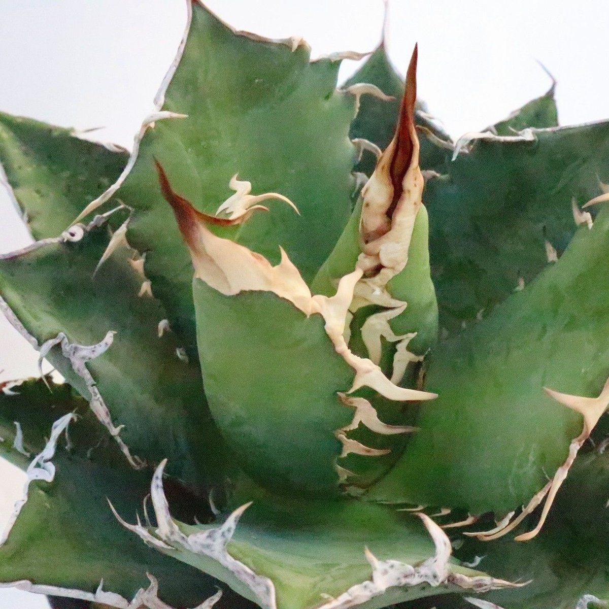 yuato チマラDENIM +アガベ子株 アガベ チタノタ Agave titanota No.9 | mana's farm:塊根植物