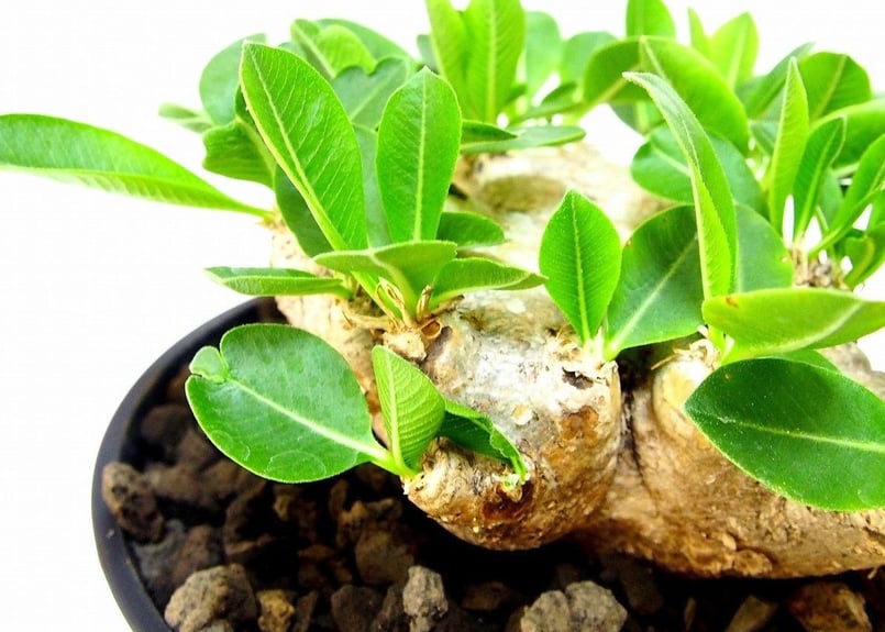 Pachypodium brevicaule パキポディウム ブレビカウレ 恵比寿笑い №1