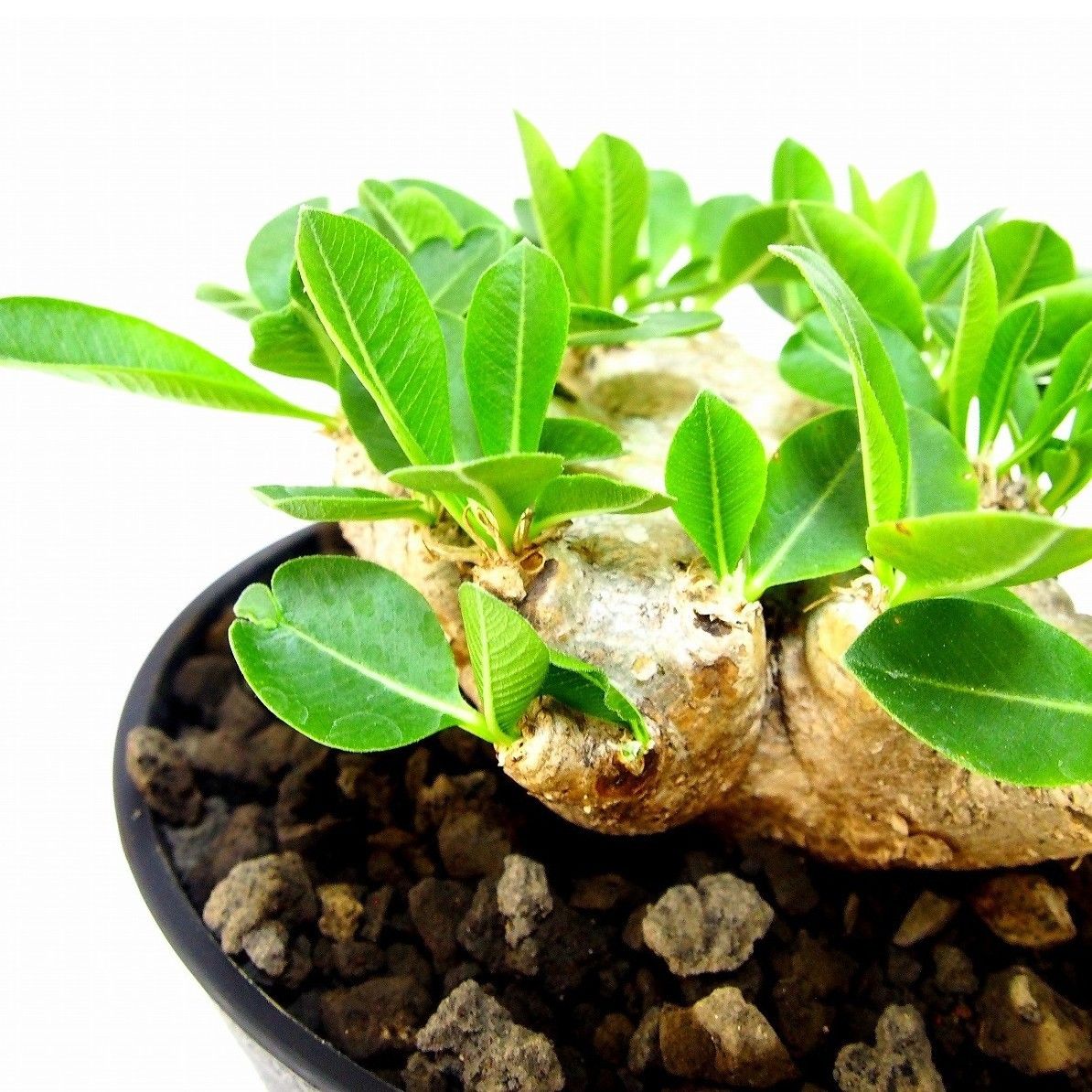 Pachypodium brevicaule パキポディウム ブレビカウレ 恵比寿