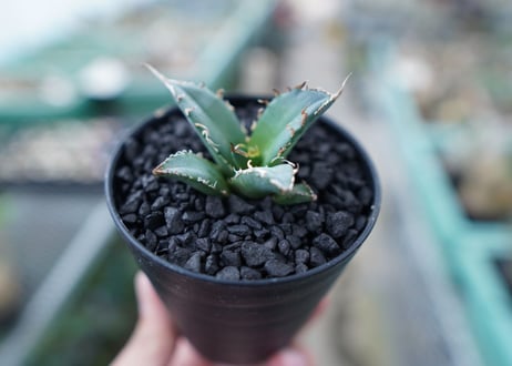 アガベ　チタノタ　FO-76　Agave titanota  FO-76　No.16