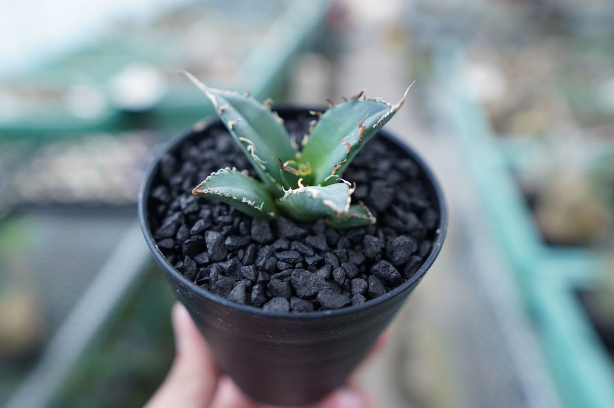 アガベ チタノタ FO-76 Agave titanota FO-76 No.16 | ma