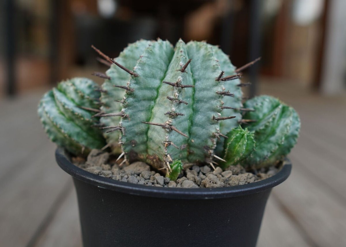 ユーフォルビア ホリダ Euphorbia horrida | mana's farm:塊根植