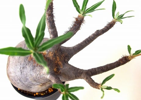 Pachypodium    パキポディウム　グラキリス   №２