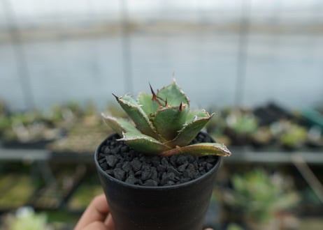 アガベ　チタノタ　FO-76 Agave titanota FO-76  No.3