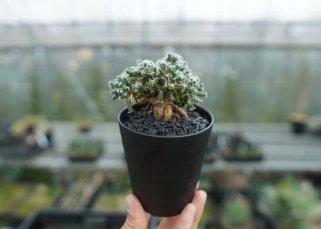 トリコディアデマ　デンサム　Trichodiadema densum  No.2