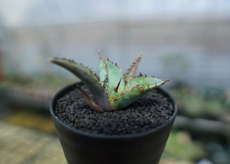 アガベ　チタノタ　 ブラックアンドブルー 　Agave titanota black and blue　No.4