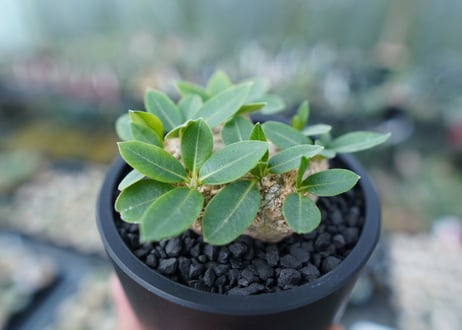 パキポディウム　恵比寿笑い　Pachypodium brevicaule