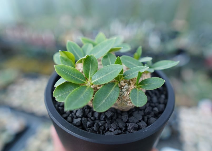 パキポディウム 恵比寿笑い Pachypodium brevicaule | mana's f