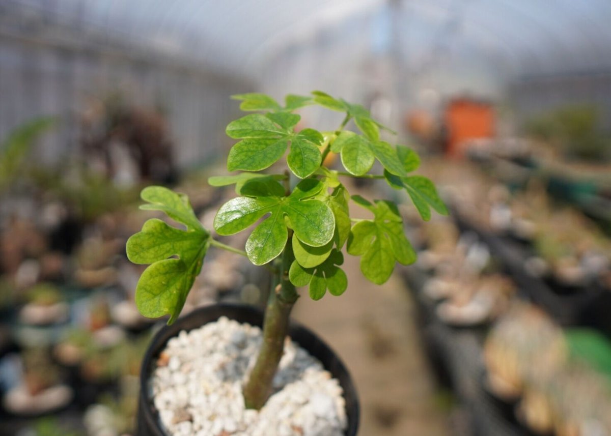 アデニア グラウカ Adenia glauca | mana's green:塊根植物販売|マ...