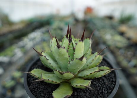 アガベ　マクロアカンサ×ポタトラム　 Agave macroacantha×potatorum　No.6
