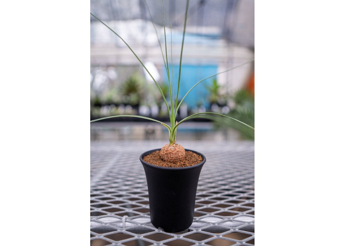 ボーカルネアグラキリス　大株　発根済 isla del pescado - Beaucarnea gracilis-ボーカルネア・グラキリス