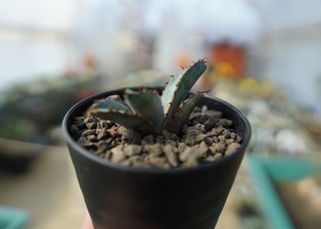 アガベ　チタノタ　 ブラックアンドブルー 　Agave titanota black and blue No.3
