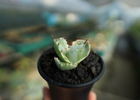 アガベ　兜蟹錦　Agave isthmensis “Kabutogani” variegata  No.2