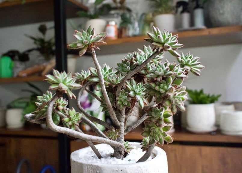 まずはここから始めてみよう＊初心者多肉3点SET | mana's