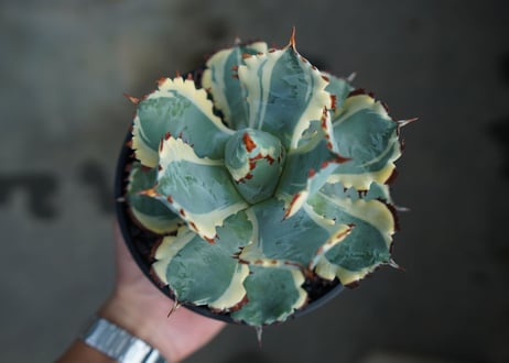 アガベ　兜蟹錦　連棘　Agave isthmensis “Kabutogani” variegata  No.4