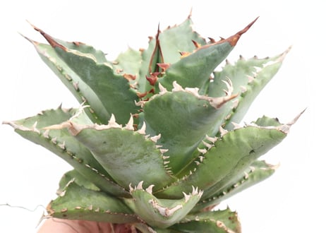 Agave titanota FO-76 compacta dwarf  no.３