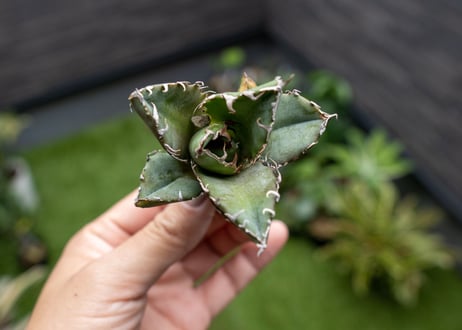 Agave titanota 白鯨嚴龍 カキコ NO.3