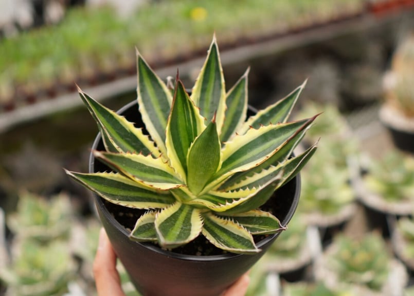 アガベ ロファンサ クアドリカラー 五色万代 NO.2 | mana's farm:塊根植