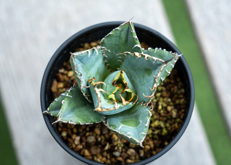 アガベ チタノタ 白鯨 NO.3 | mana's farm:塊根植物・アガベ・ドライ