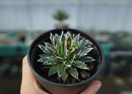 アガベ　フィリフェラ　シディゲラ　agave filifera ssp. schidigera 　No.1