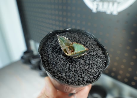 アガベ　オテロイ　沖縄実生株