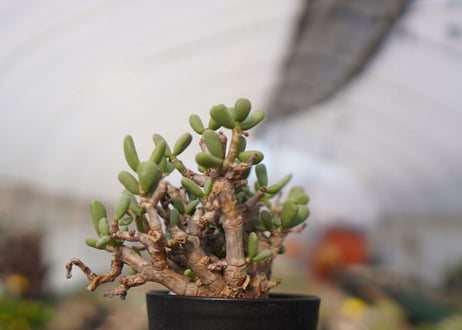 Ceraria pygmaea ケラリア ピグマエア　C NO.5
