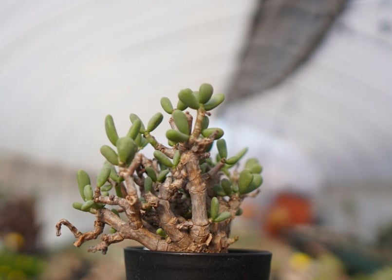 Ceraria pygmaea ケラリア ピグマエア C NO.5 | mana's farm