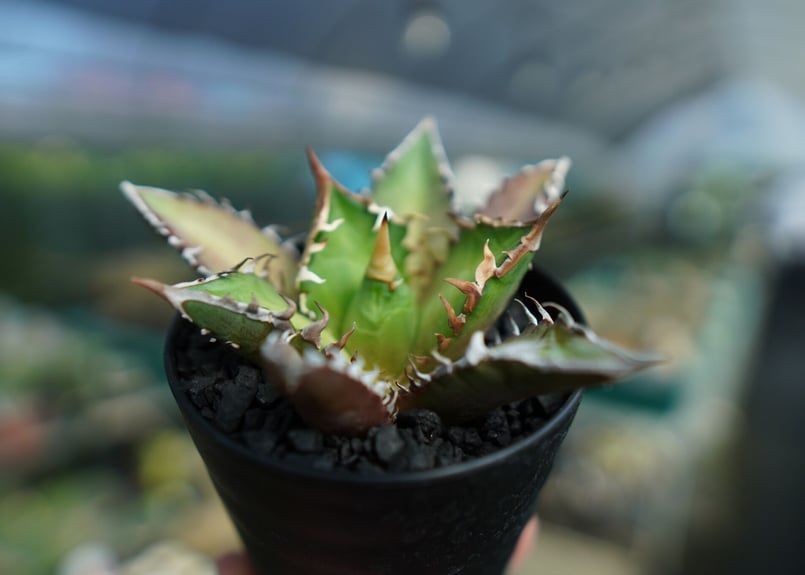 アガベ チタノタ レッドキャットウィーズル Agave titanota Red