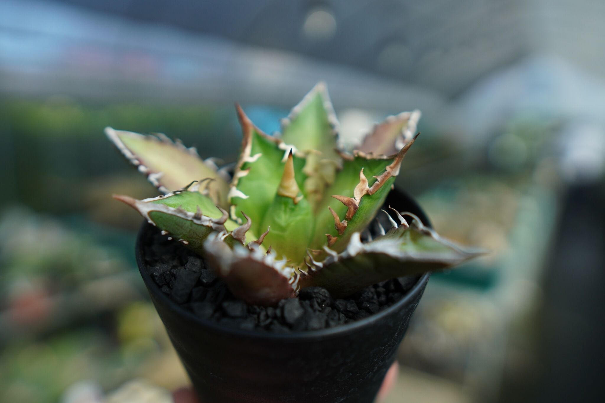 アガベ チタノタ レッドキャットウィーズル Agave titanota Red catwee