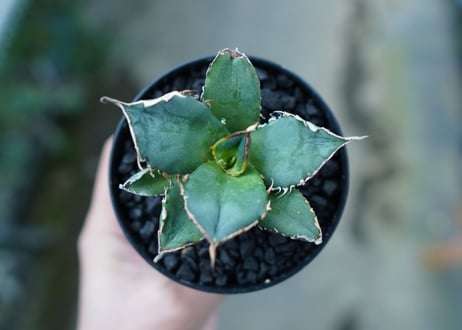 アガベ　チタノタ　FO-76　Agave titanota  FO-76　No.11