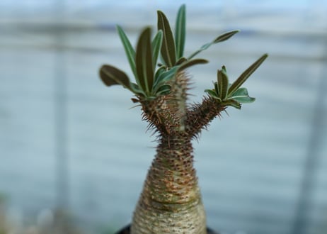 パキポディウム　グラキリス　 Pachypodium Gracilius