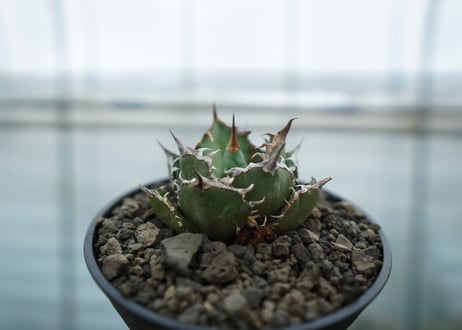 アガベ　チタノタ　FO-76  Agave titanota FO-76　No.1