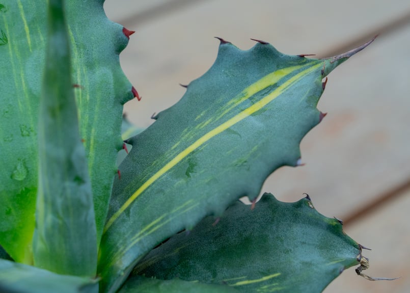 アガベ サルミアーナ フェロックス | mana's farm:塊根植物・アガベ