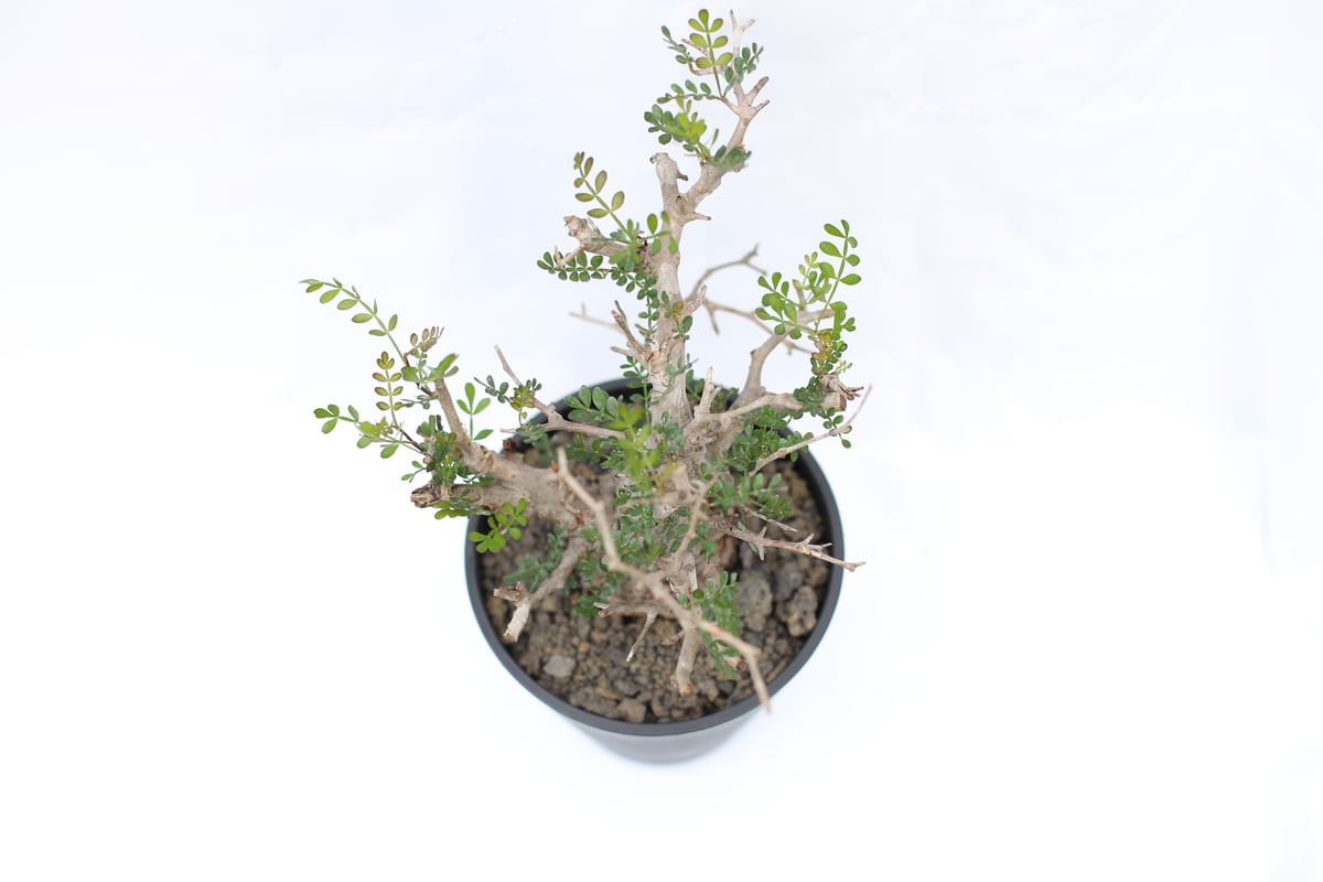 オペルクリカリア パキプス no.10 | mana's farm:塊根植物・アガベ