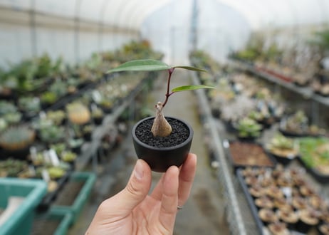 ペトペンチア　ナタレンシス　Petopentia natalensis  No.1
