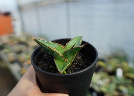 アガベ　オテロイ　agave oteroi　No.2