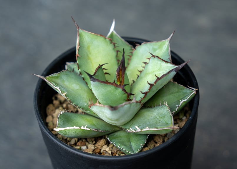 アガベ チタノタ　親分株‼️ アガベ】チタノタ FO-76 親株から子分け2 成長記録と育て方