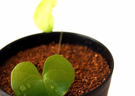 亀甲竜 ディオスコレア エレファンティペス  dioscorea elephantipes 　実生苗
