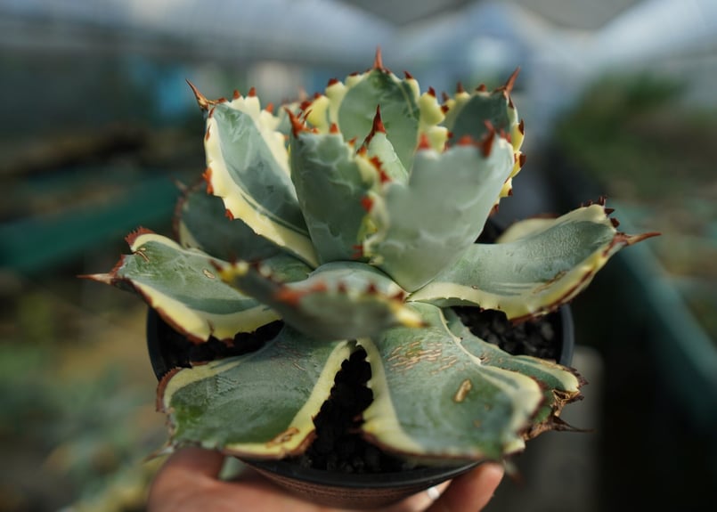 アガベ 兜蟹錦 連棘 Agave isthmensis “Kabutogani” varieg