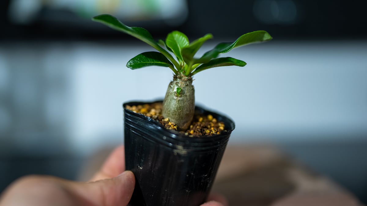 パキポディウム　国内実生　塊根植物　ウィンゾリー　21 植物】 【ランダム配送】 パキポディウム ウィンゾリー 実生株