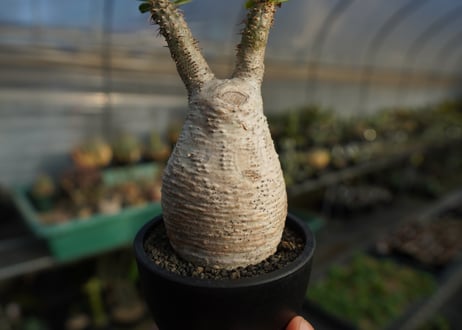 パキポディウム　グラキリス　 Pachypodium Gracilius  No.1