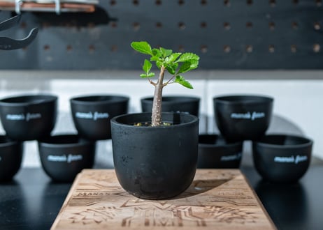 ブルセラ ヒンドシアナ Bursera hindsiana　沖縄実生