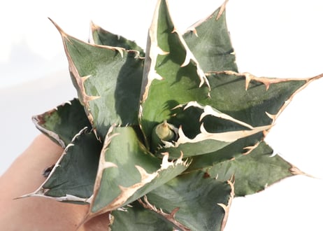 Agave titanota FO-76 compacta dwarf  no.5