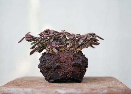 Euphorbia　decaryi