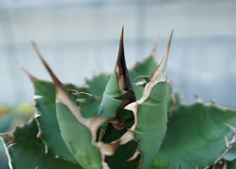 アガベ　チタノタ　FO-76　agave titanota  FO-76 No.3